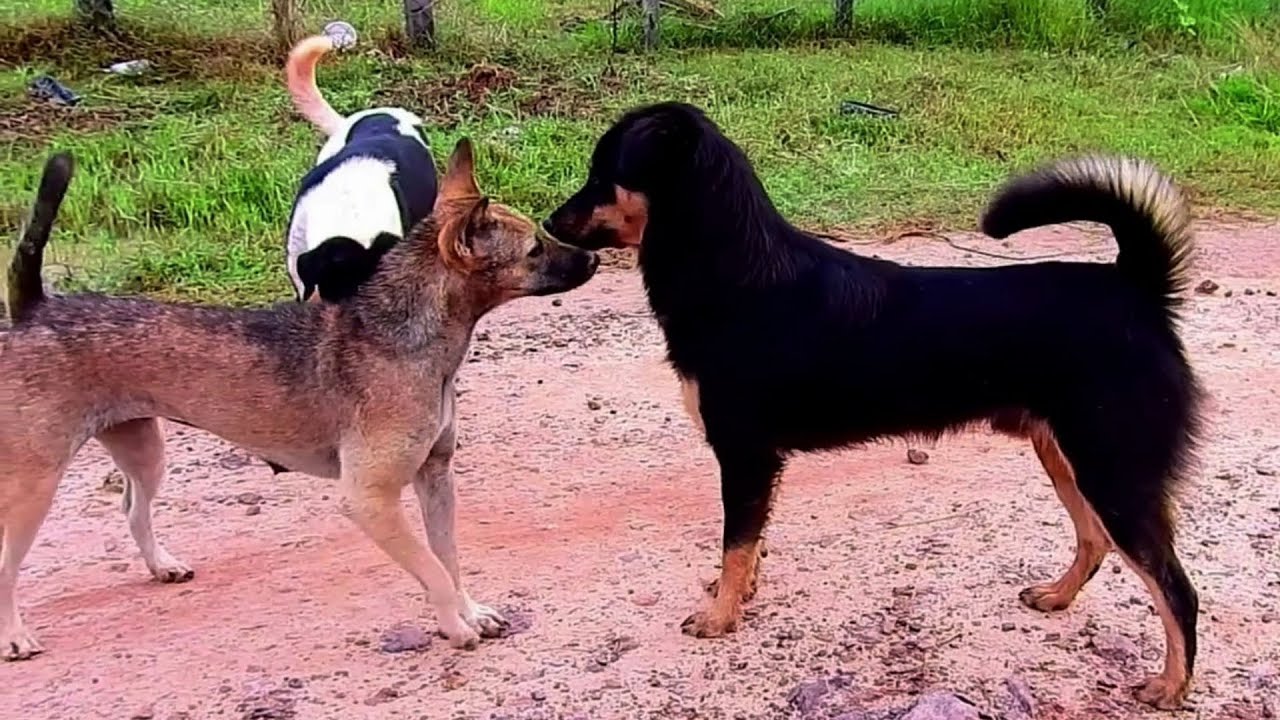 Love sweet time good Action ker ker try to kiss lili more and more good couple