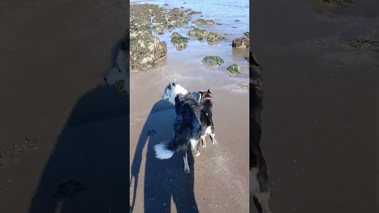 Edinburgh Beach in Autum ... Beautiful Day 😍 #dogs #beaches #scotland