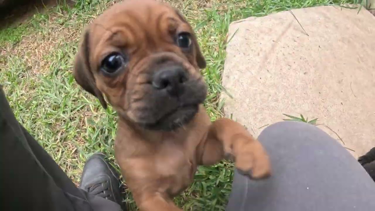 Los cachorros se divierten mucho
