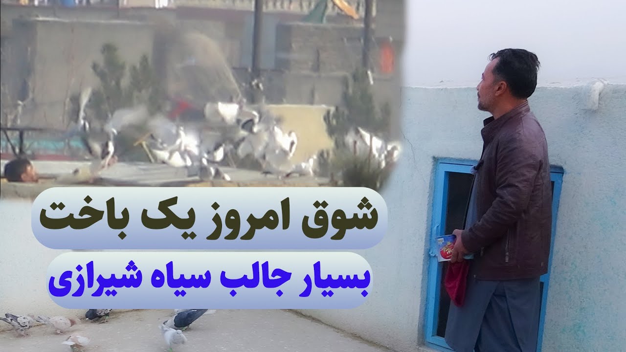 0411 / شوق امروز یک باخت بسیار جالب سیاه شیرازی / Afghan Shawqi