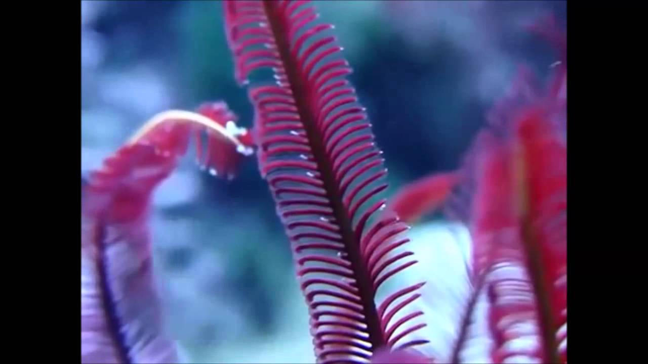 Crinoideos: la elegancia en el mar