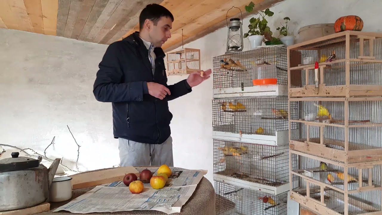 ПОЛЕЗНОЕ ПИТАНИЕ ДЛЯ КАНАРЕЕК.ЭТОТ СПОСОБ ИСПОЛЬЗУЮТ ОПЫТНЫЕ ЗАВОДЧИКИ.КОРМ ДЛЯ КАНАРЕЕК .