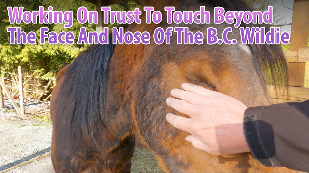 Working On More Trust To Touch Beyond The Face And Nose Of The B.C. Wildie