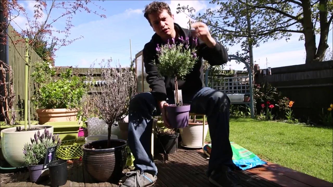 Planting a Lavender in a Container