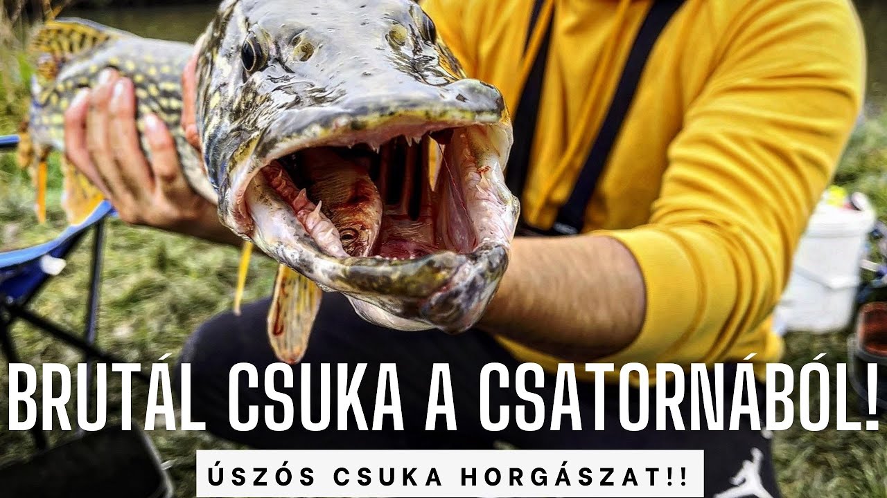 Vérszomjas CSUKA a csatornából! The bloodthirsty pike. 🐊 #pike #fishing