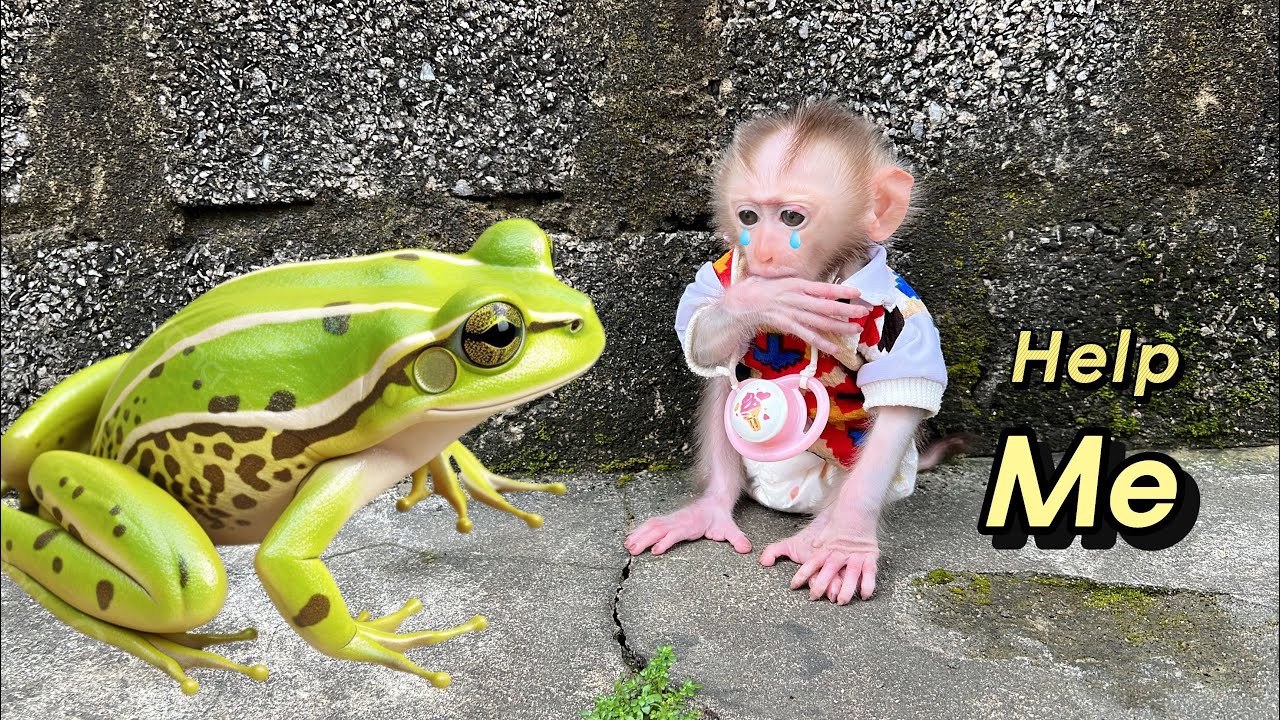 Little monkey Tina, was curious when she saw the frog and ran after it.