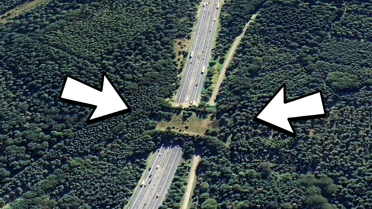 Incredible Wildlife Corridors - Built for Migrating Animals