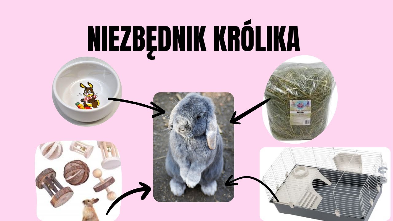 CZEGO POTRZEBUJE TWÓJ KRÓLIK?