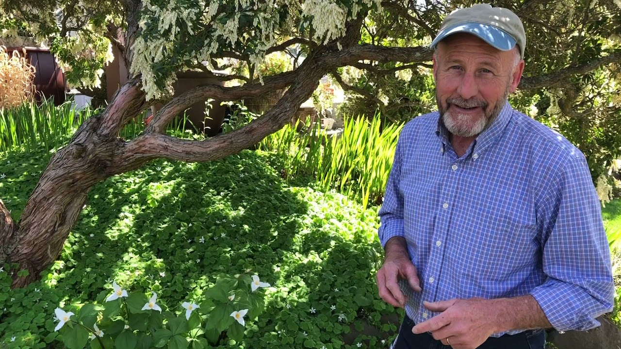 Springtime Shade Gardening