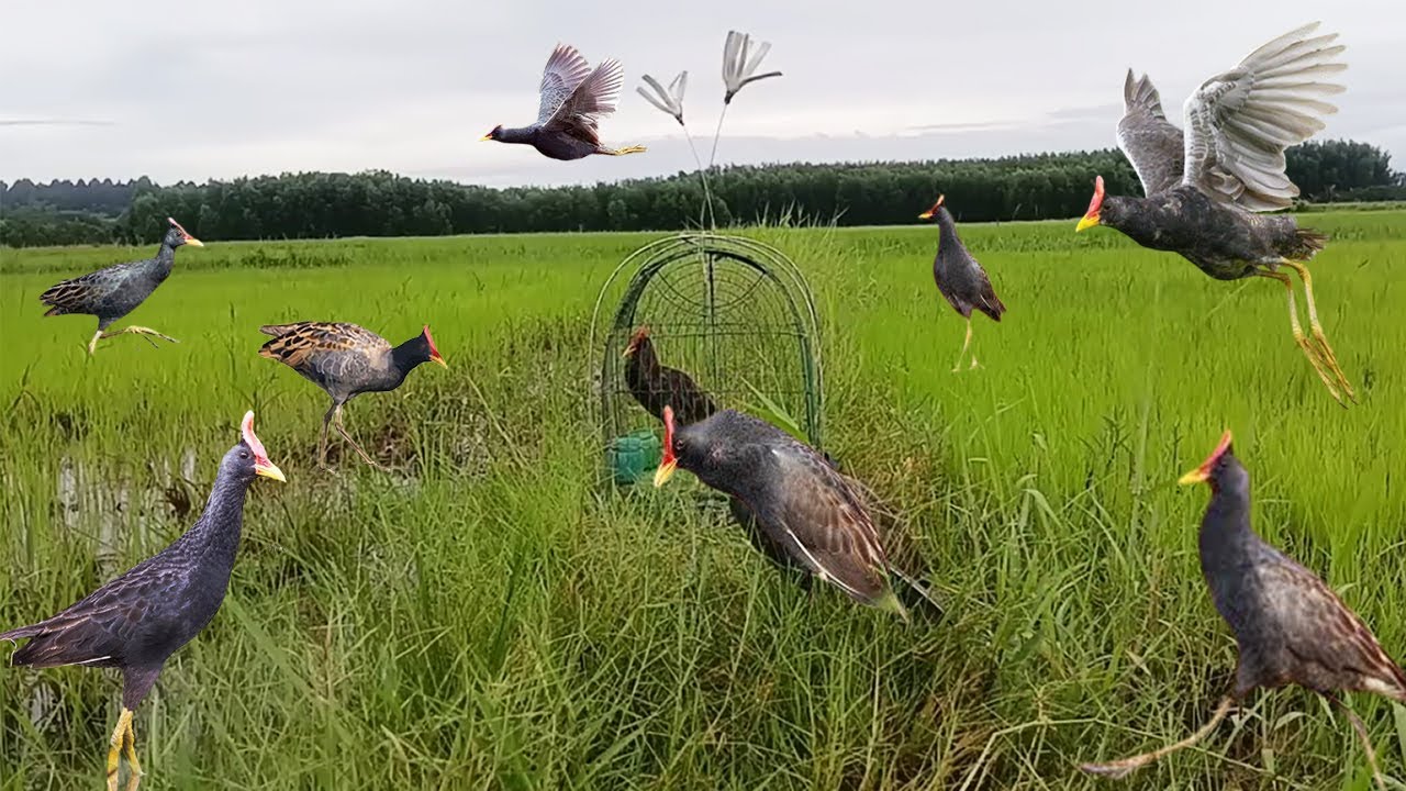 Today I Caught Several Birds | Watercock Bird Hunting for Survival | Как поймать птицу #birdtrap 