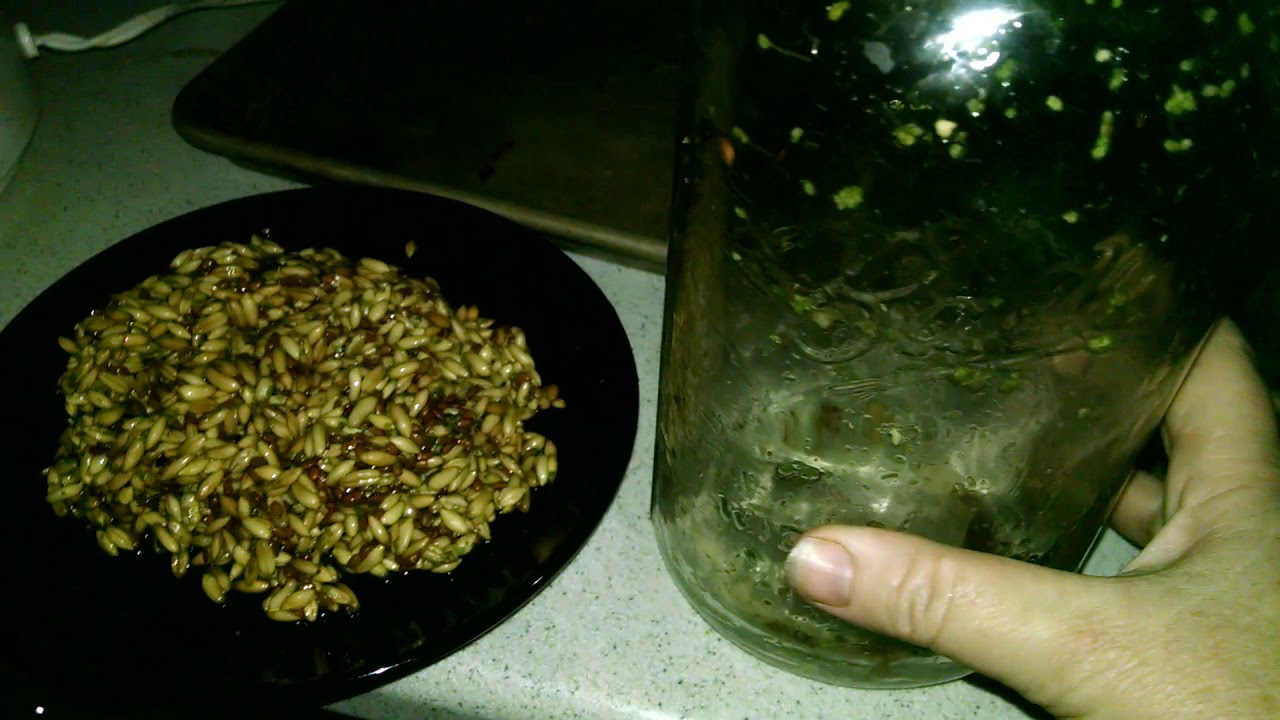What I feed the chickens