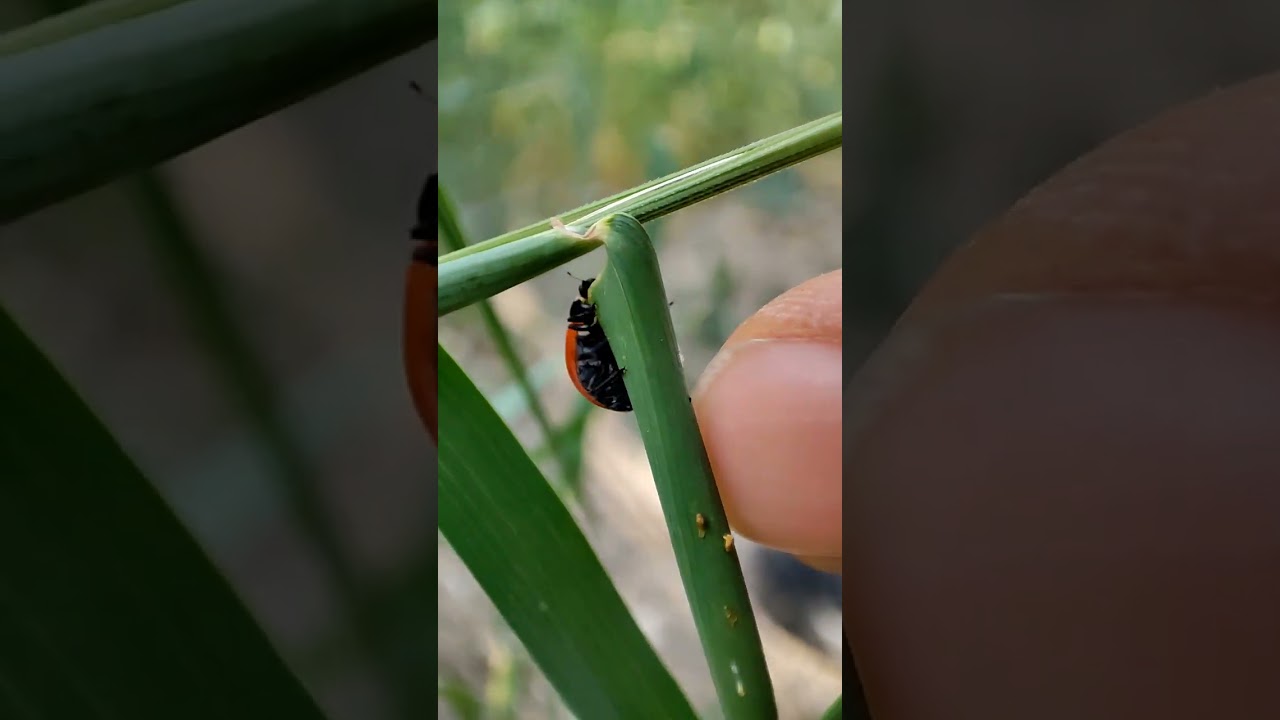 Macro clip 🐞