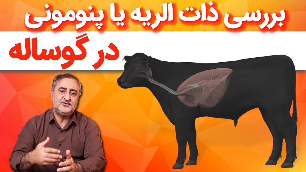 Examining Pneumonia in calves.بررسی ذات الریه یا پنومونی در گوساله