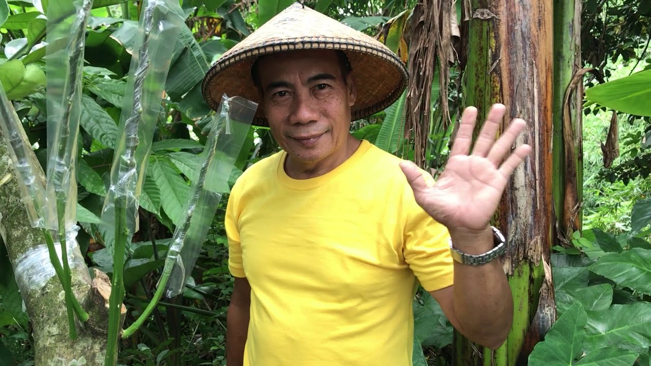 Grafting Pomelo direct from the tree | One tree with four different varieties | Video 53