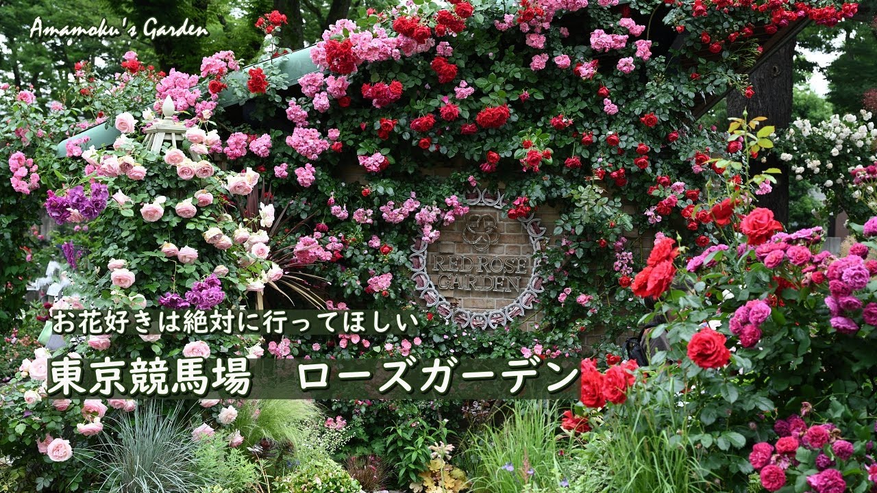 【東京競馬場 ローズガーデン】絶対に行ってほしい素晴らしいガーデンです
