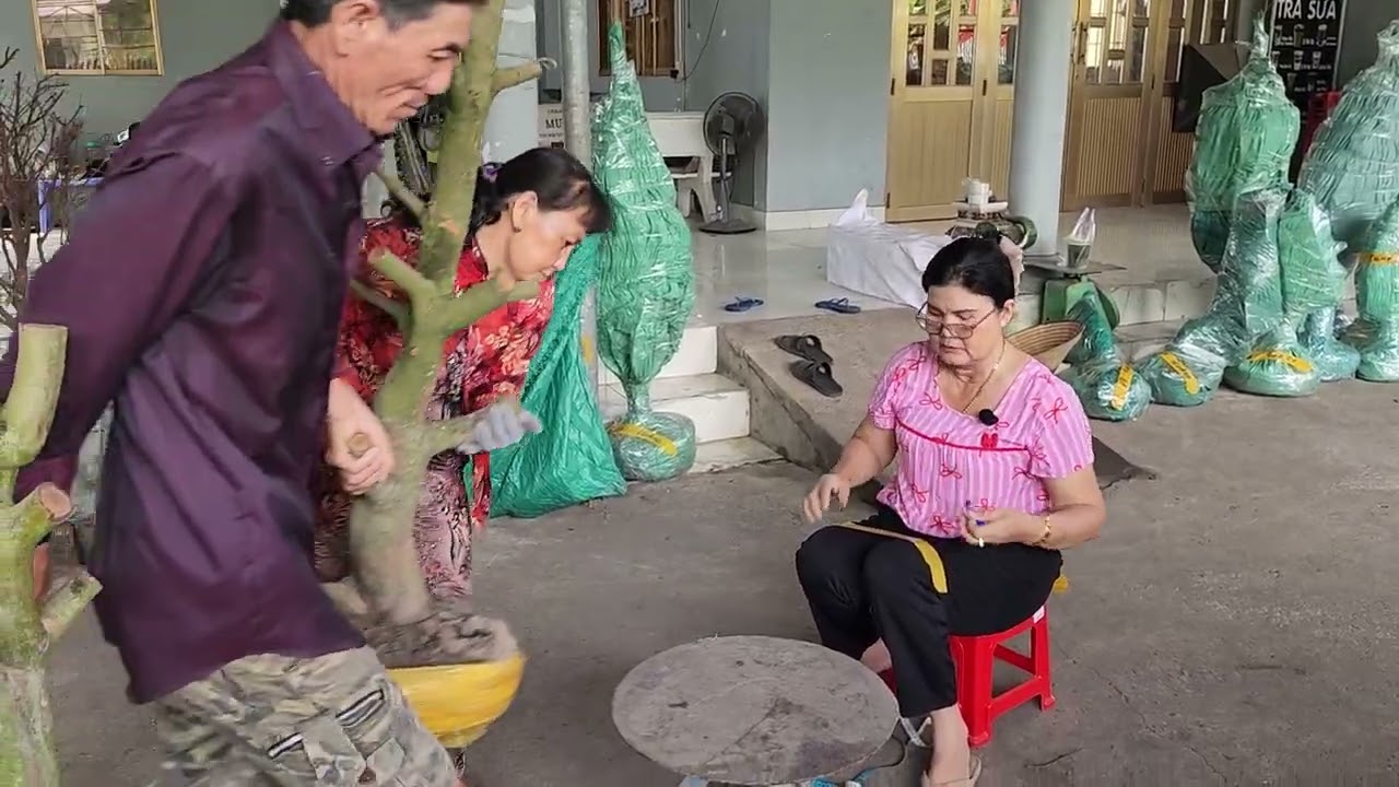 19/3 Chị Thu 0963265204 phôi mai giảo bonsai hoành to giá nhỏ