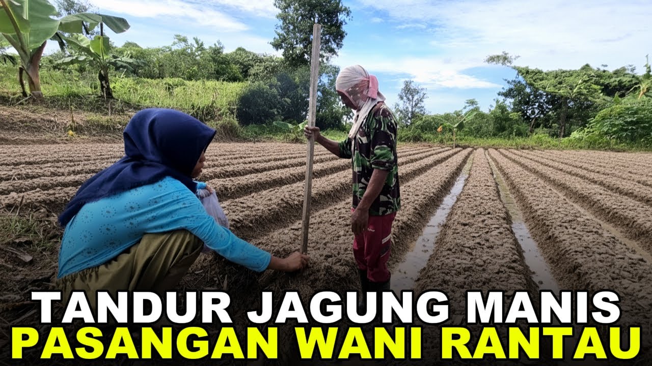 PAK WANI NUGAL, BU WANI NANDUR! KEKOMPAKAN @WANI RANTAU  TANAM JAGUNG MANIS DI KEBUN ASIAN SURVIVOR