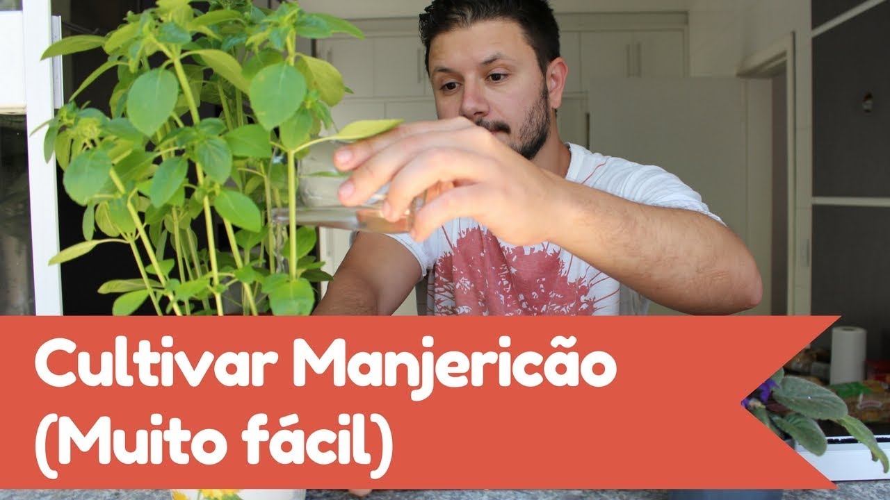 Manjericão: Como Plantar e cultivar em vaso