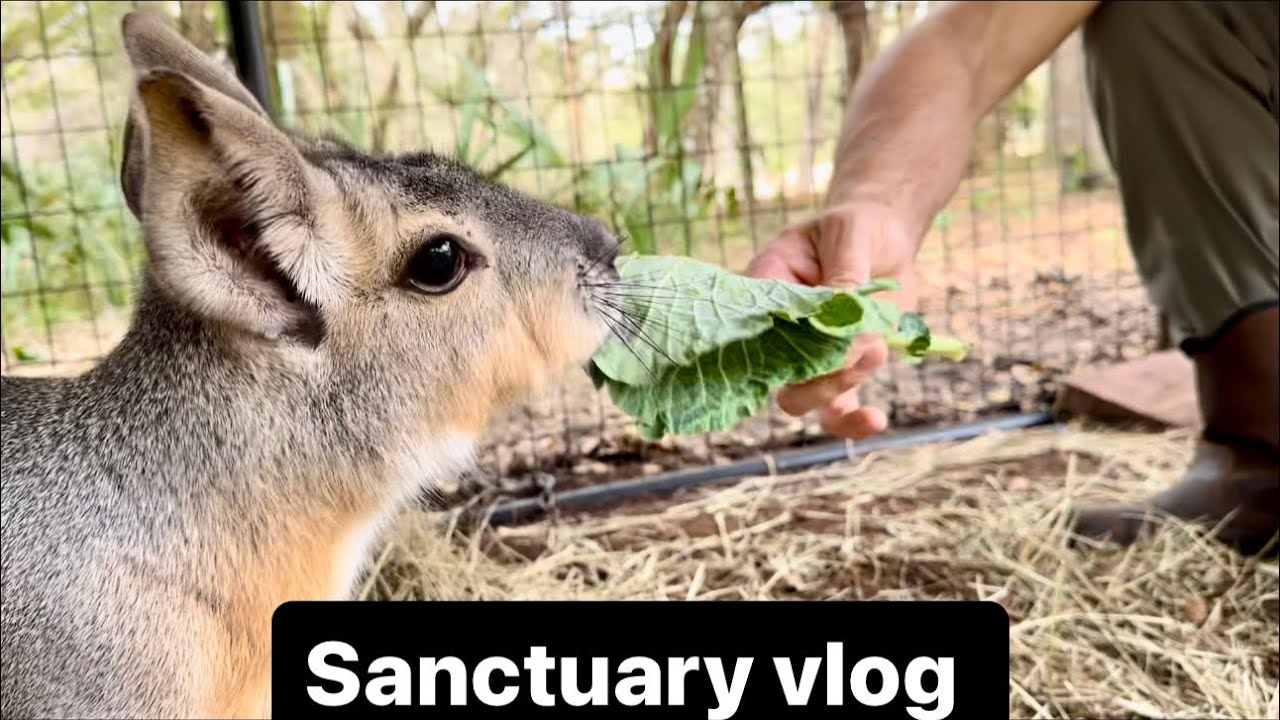 Sanctuary vlog 3-5-24