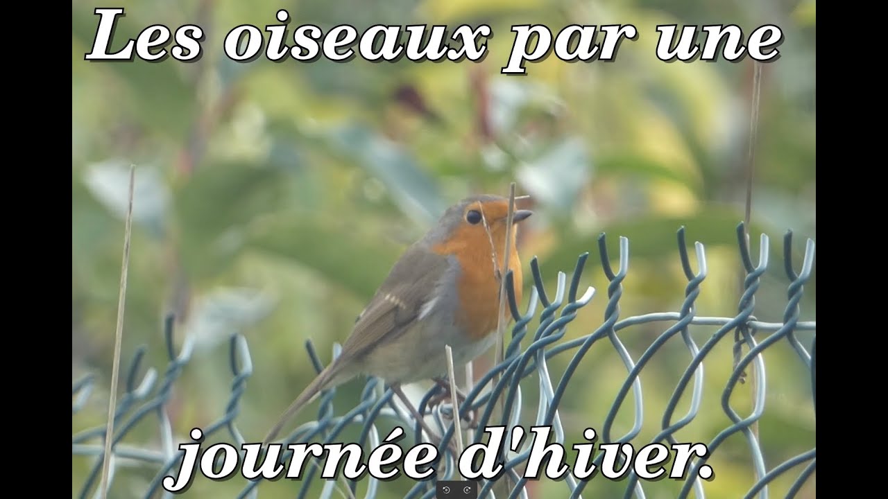 Les oiseaux par une  journée d’Hiver.