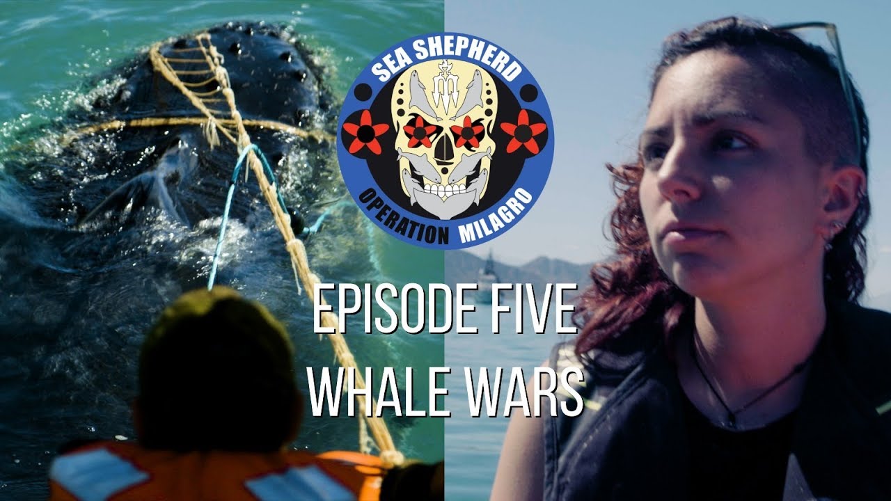 Op Milagro V Episode 5 - "WHALE WARS"