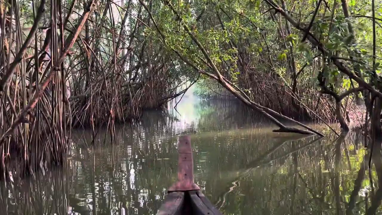 Varkala Mangrove | Kayaking | Kerala Tourism | Varkala cliff | Varkala Beach | Must Visit