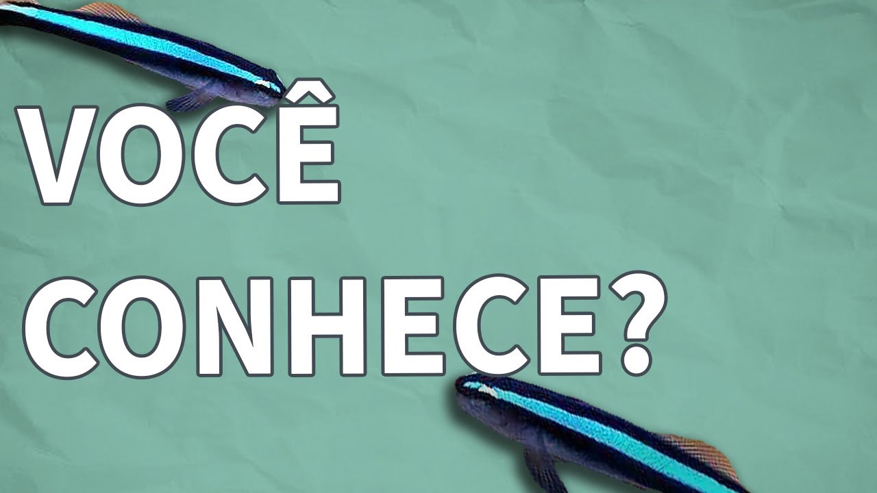 CONHEÇA O NEON GOBY AZUL E TENHA ESSE PEIXE DE COMPORTAMENTO DIFERENTE NO SEU AQUARIO!