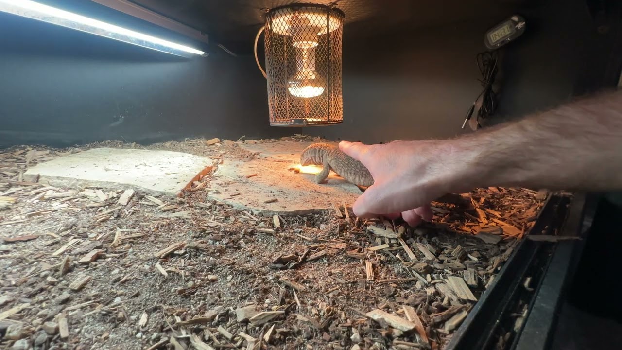 Savannah Monitor Feeding Session Pt. 1