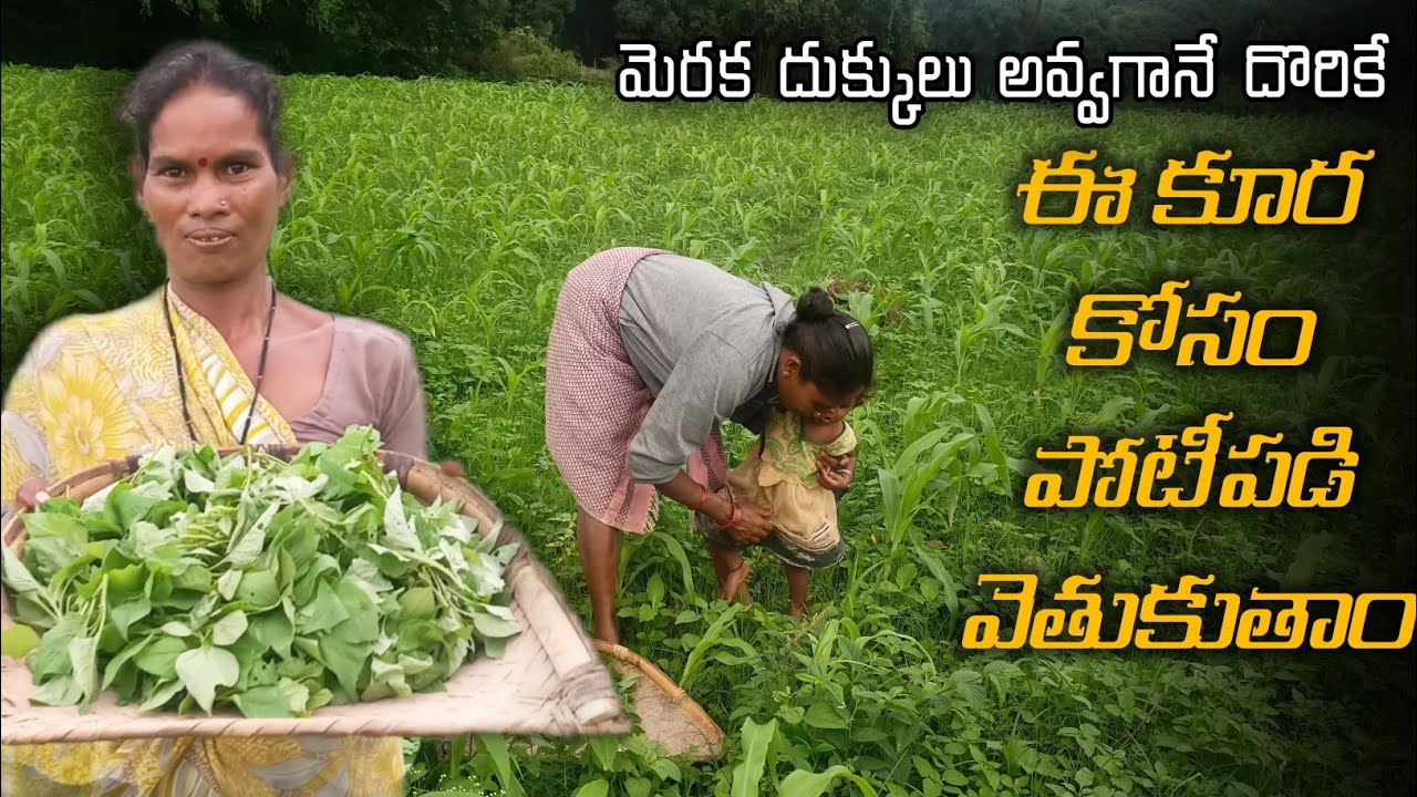 ఈ ఆకుకూర తిన్నారా!! గిరిజనులు నూనె లేకుండా వండుతారు       #healthy food @TribalMirror