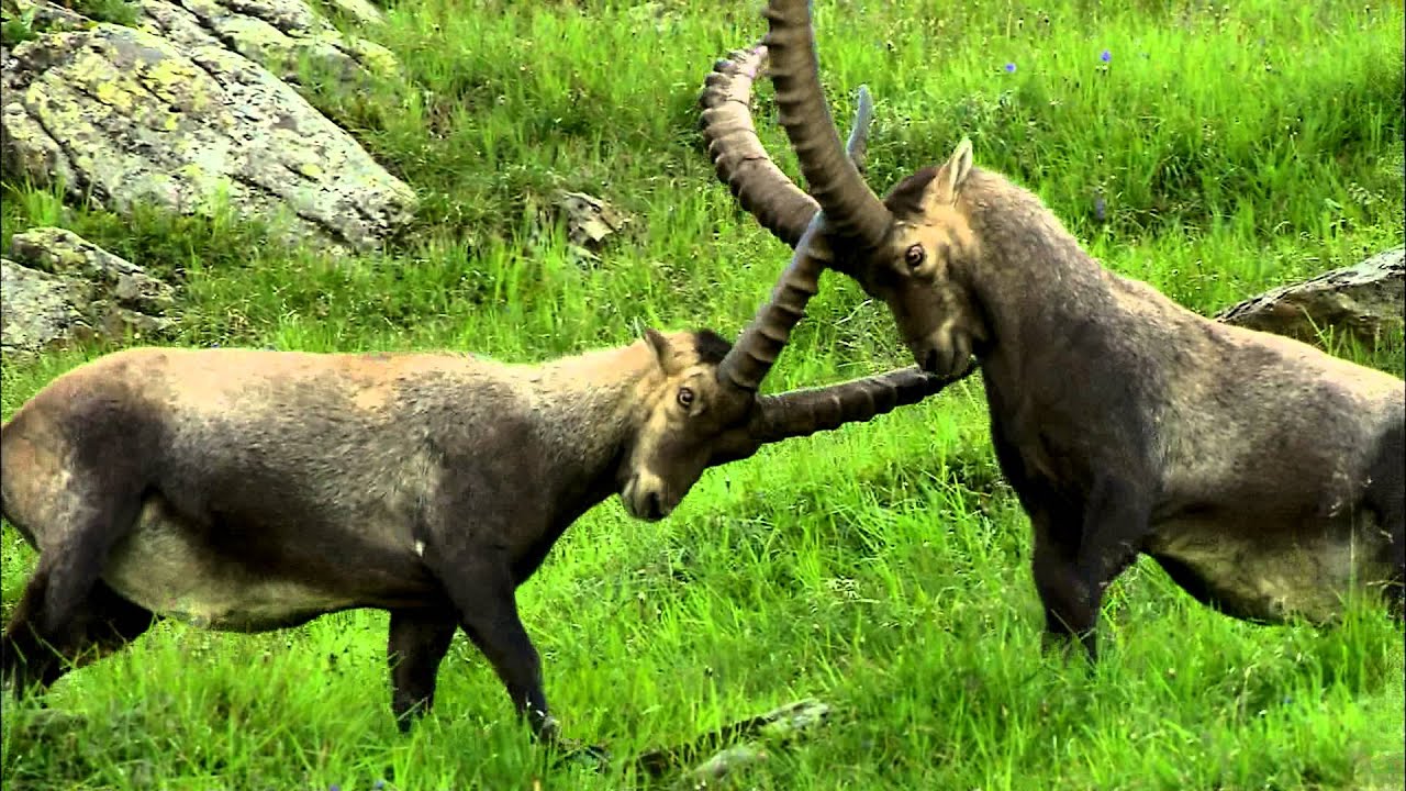 Swarovski hunting movie