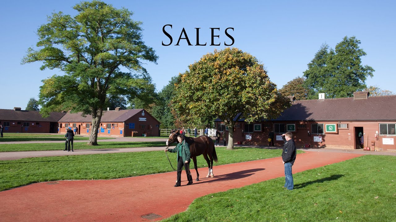 Sales - Buying Racehorses at Tattersalls: Expertise, Movement, and Gut Feeling