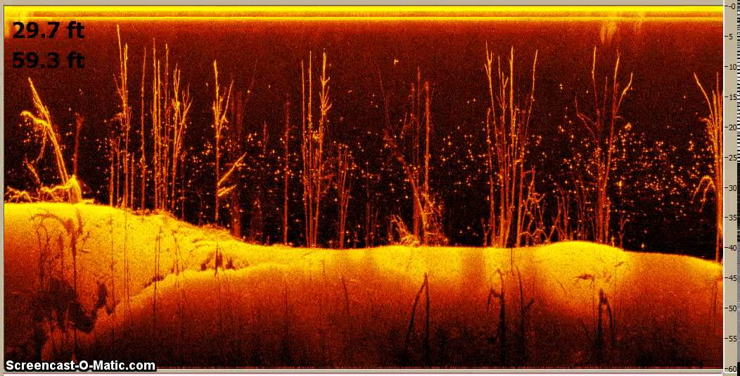 CHIRP DownVu 6inch element