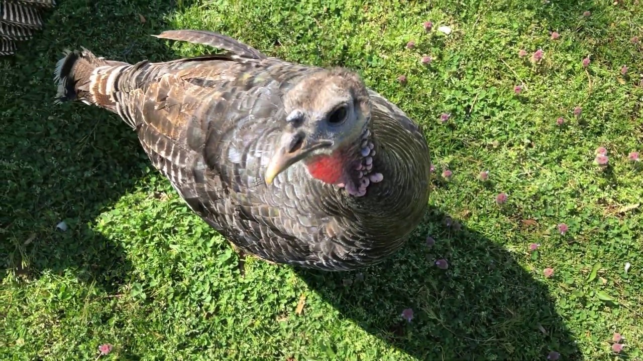 Watch a Turkey Lay an Egg at Buc~A~Buc Farm