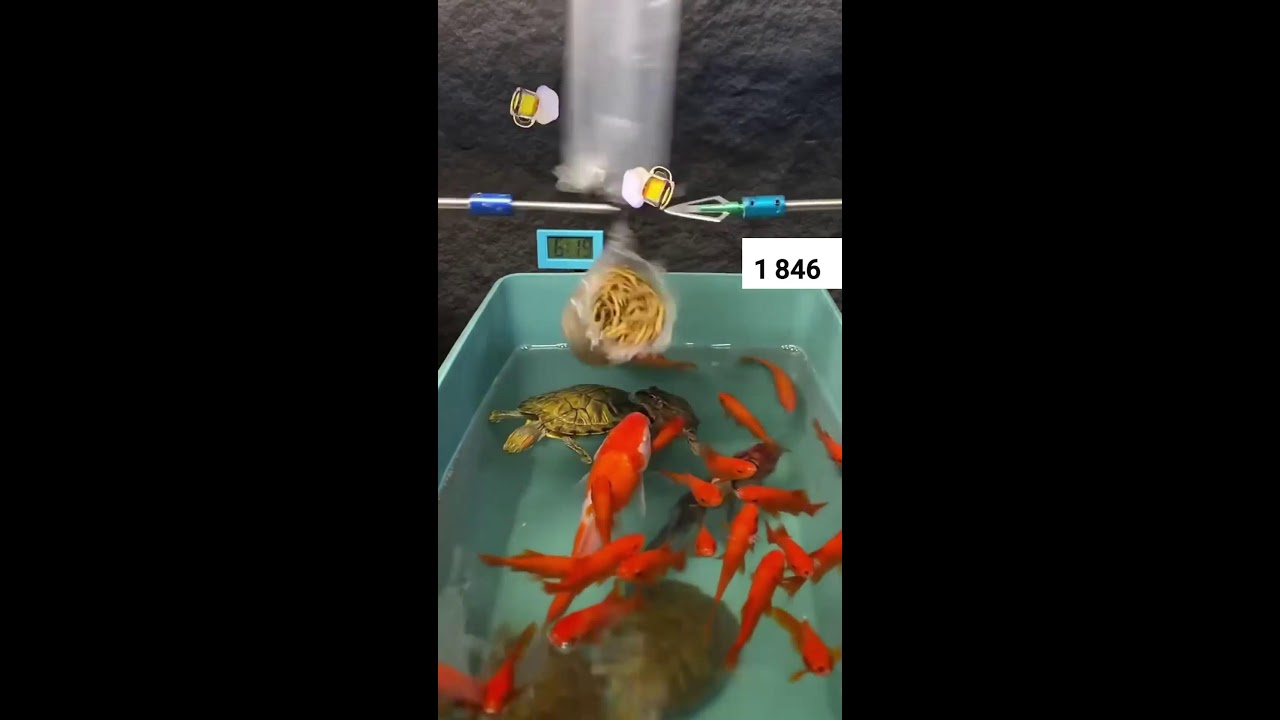 Cada Like é uma Flecha no Pacote