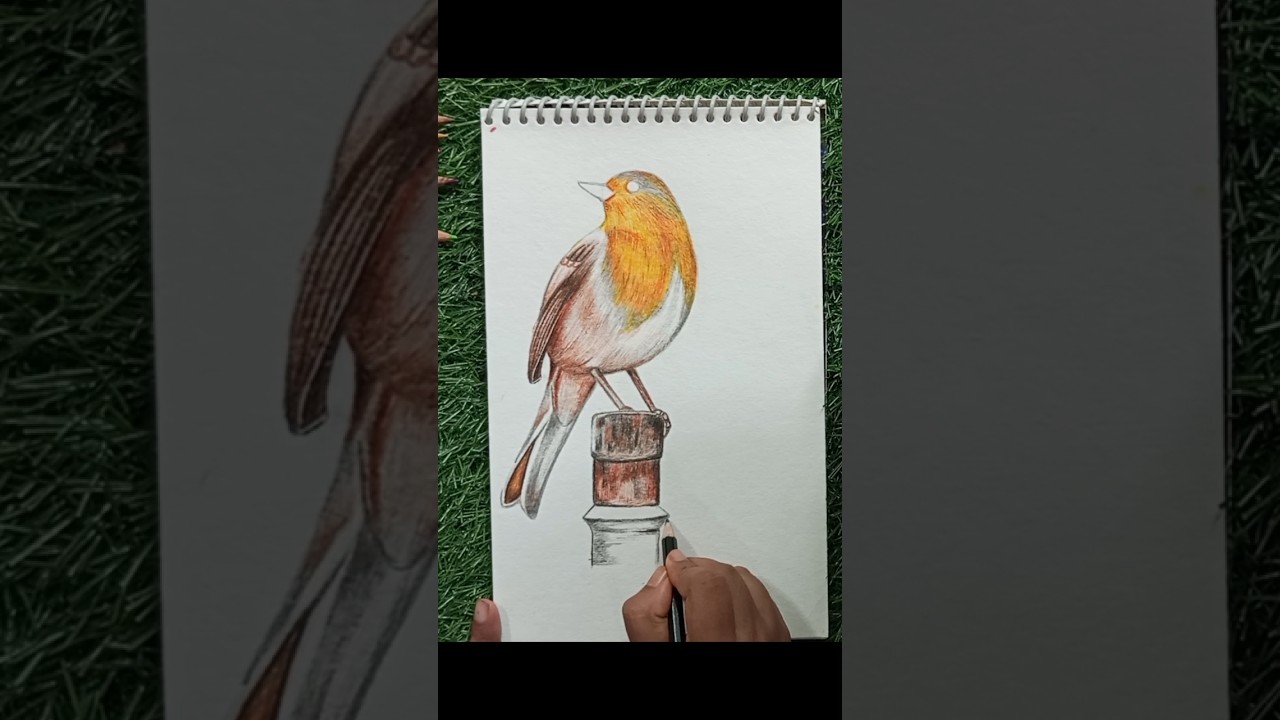 Realistic bird drawing with color pencil ❤