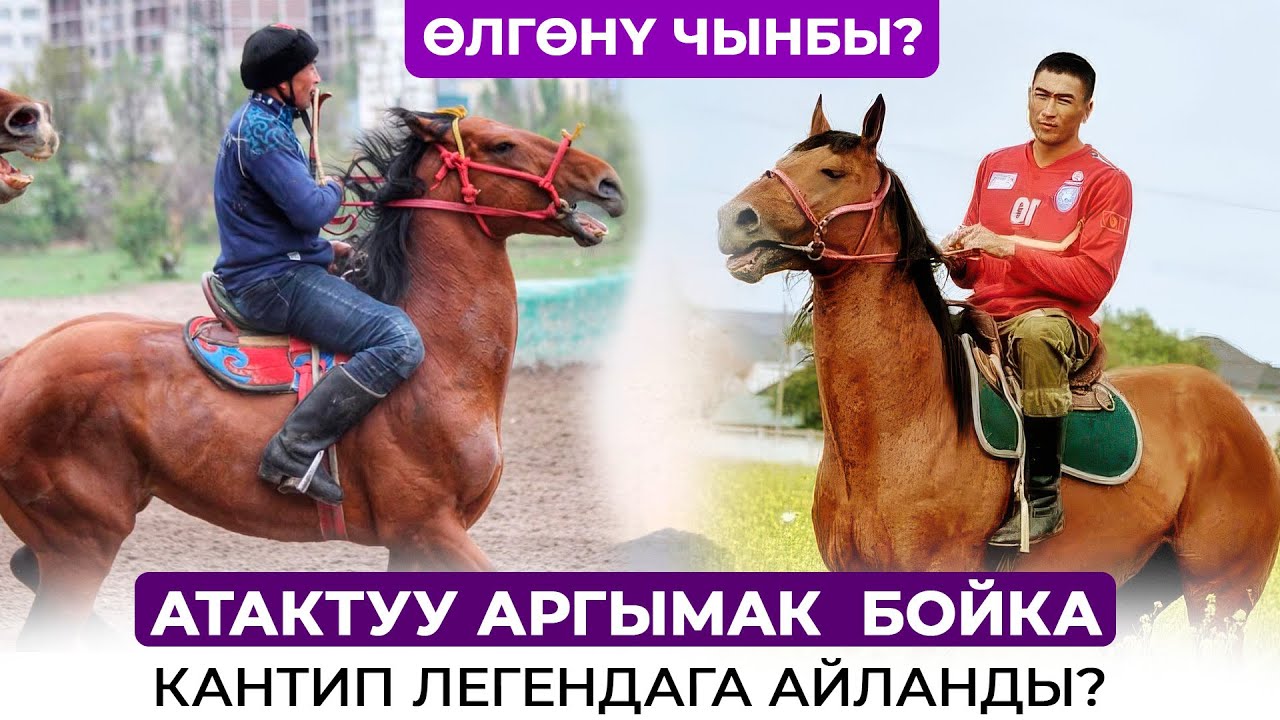 Кыргыздын атактуу аргымагы БОЙКА