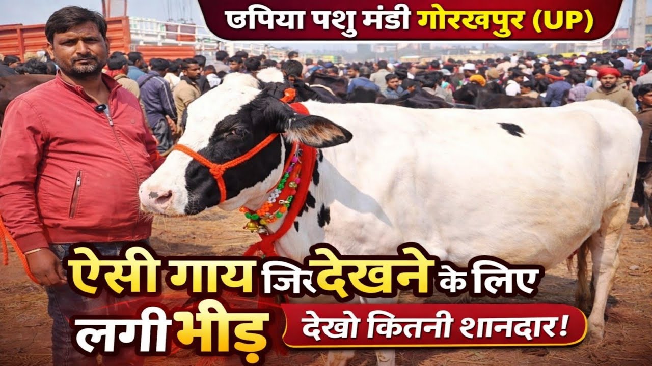 उत्तर प्रदेश की सबसे खास गाय पहुंची छपिया मंडी | कीमत सुनकर उड़ जाएंगे होश 💰 | Up Pashu Mandi