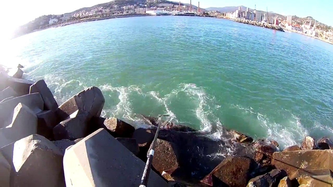 pesca bolognese - Maver in azione