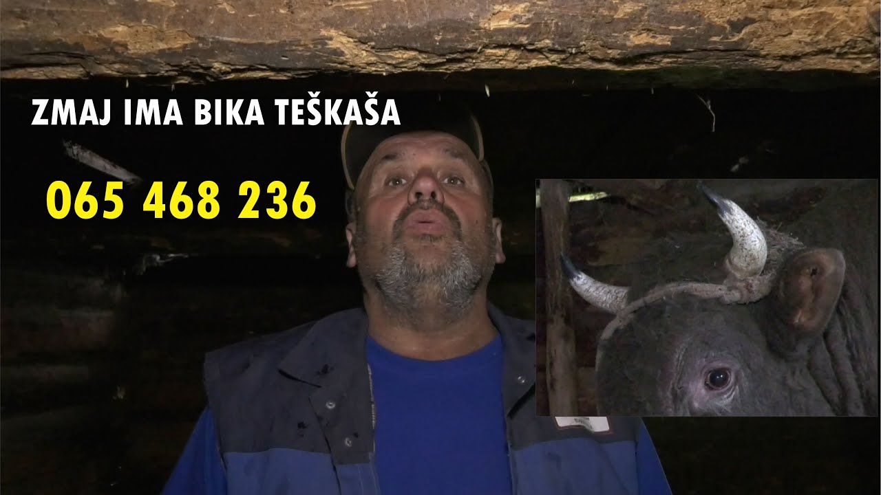 - ZMAJ OD ŠIPOVA PONOVO IMA ODLIČNOG BIKA TEŠKAŠA