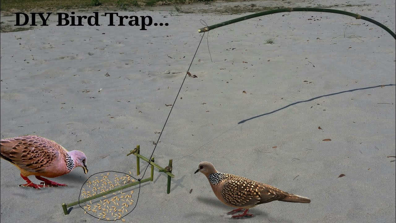 Making bird trap from Bamboo stick