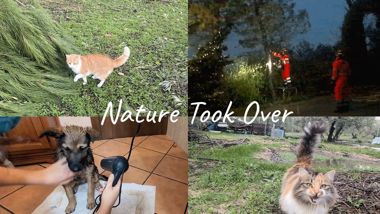 After three weeks of storms, everything changed | slow countryside life 🌲