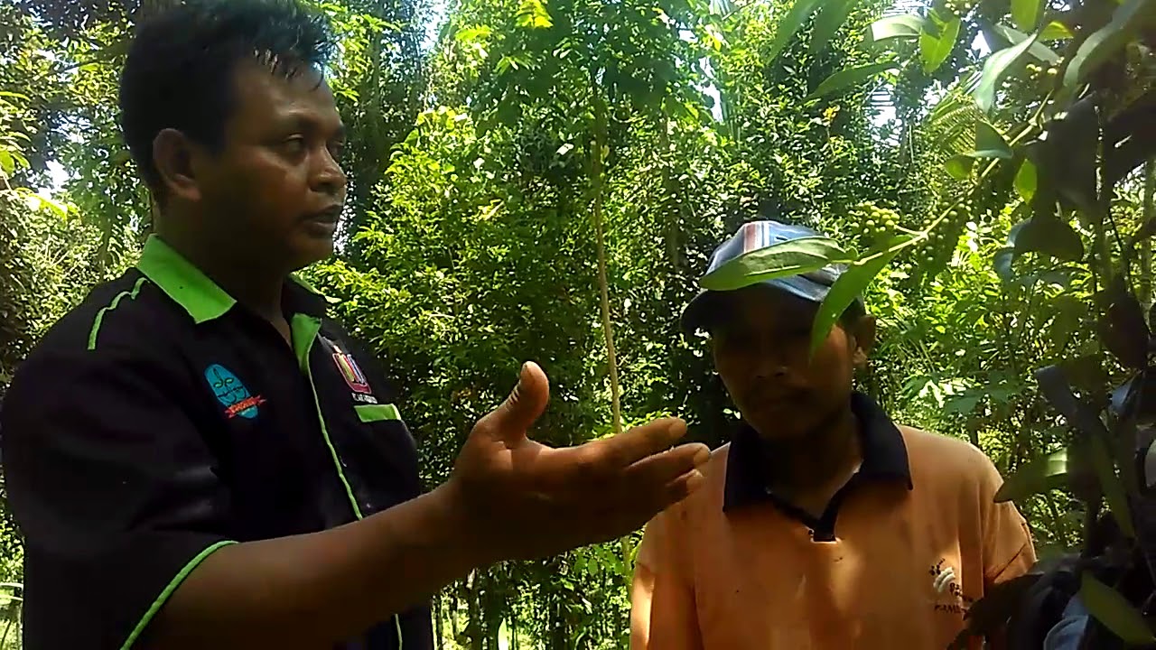 Budidaya kemukus lampung 180 - 200 ribu