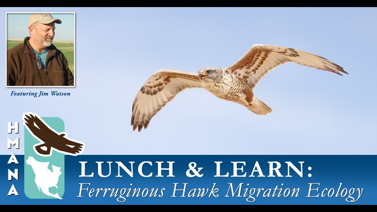 HMANA Lunch & Learn Series, Ferruginous Hawk Migration Ecology