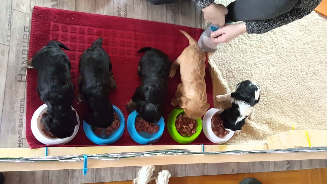 Riehms Hundebabys