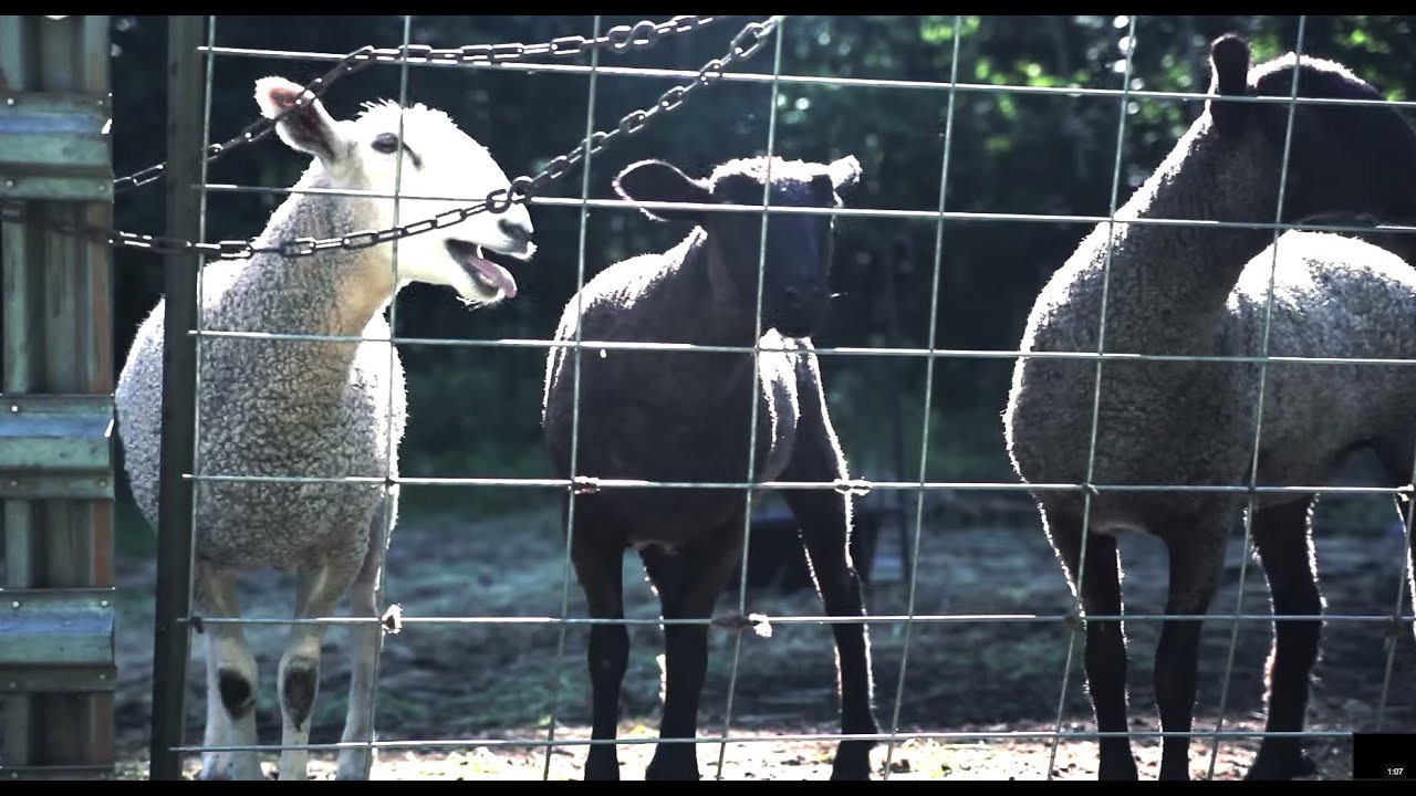 The Screaming Sheep Farm