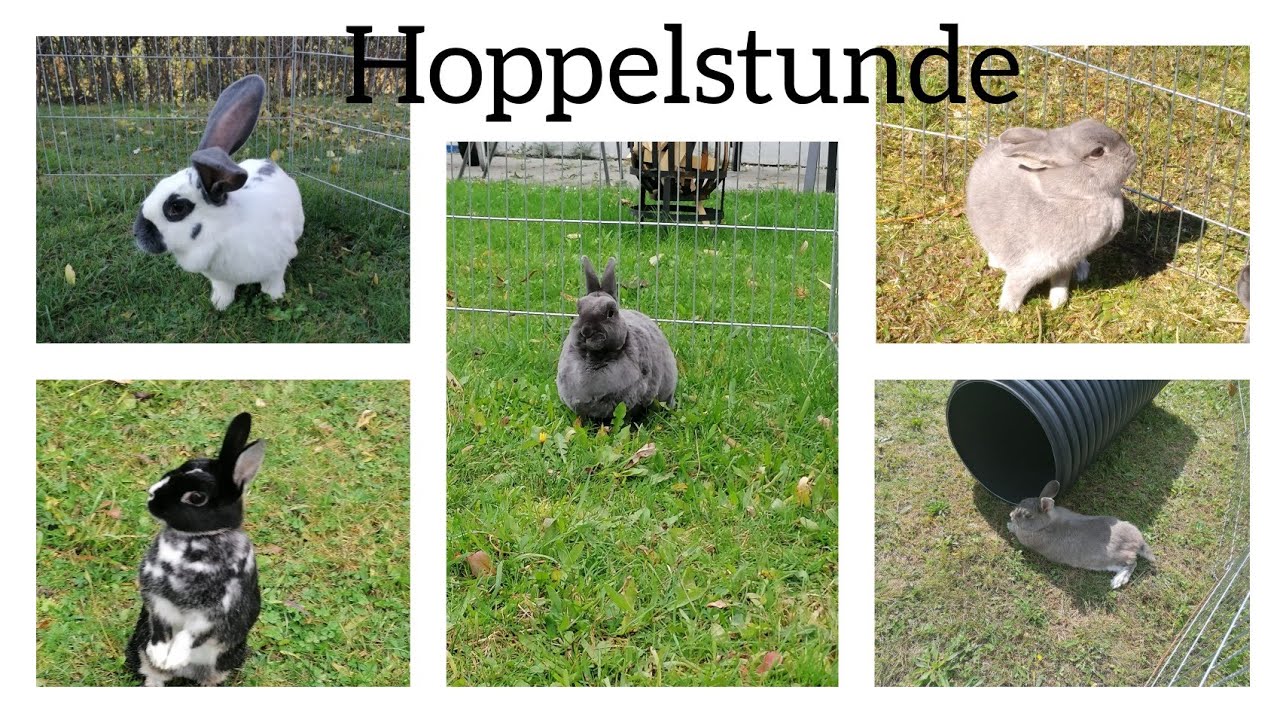 Lili Hoppelstunde #1 [Lea's Kaninchen Paradies]