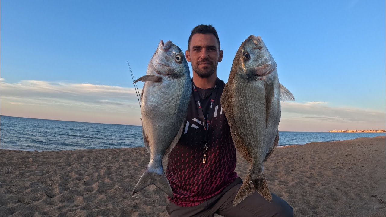 Pareja de reinas a surfcasting. Una pareja de buenas doradas