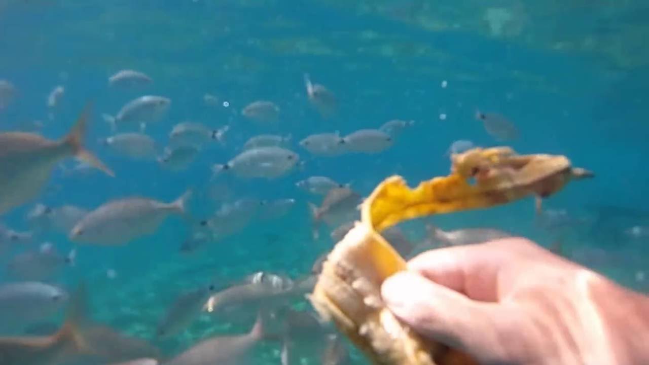 kos snorkeling