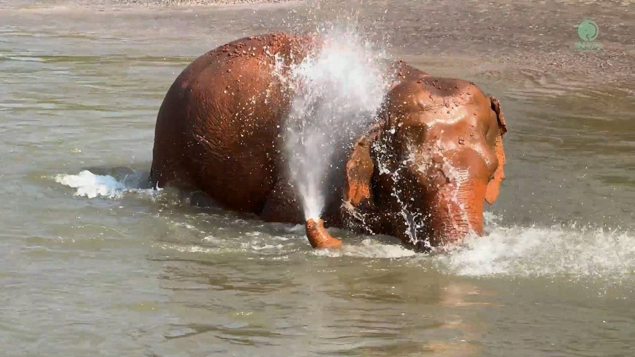 Mae Noi’s Journey from Chains to Freedom - ElephantNews