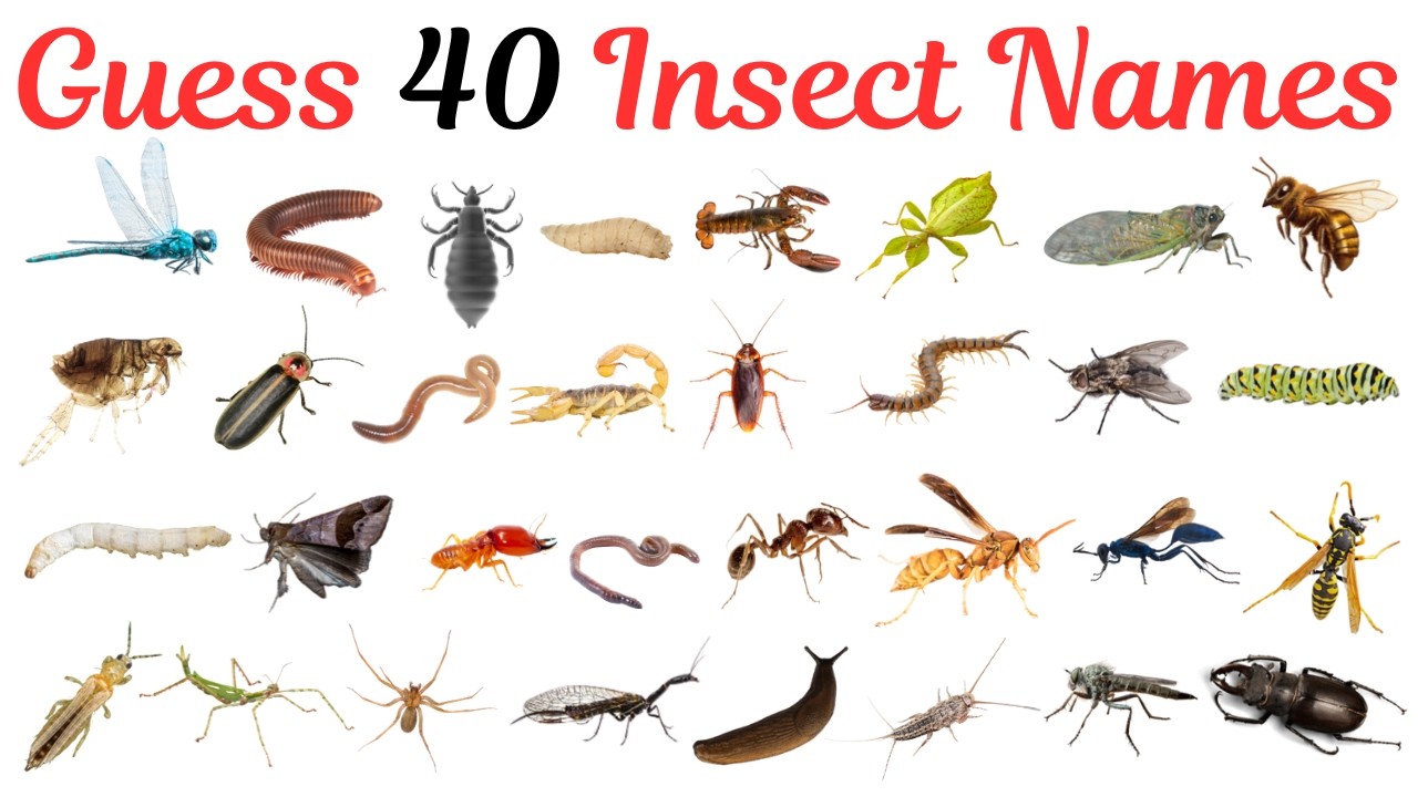 Guess 40 Insects Name with Pictures in English || Insects Names || @NearEducationOfficial